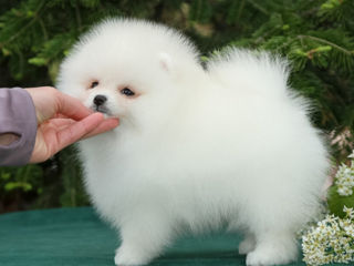 Мини(toi spitz Pomeranian) foto 5