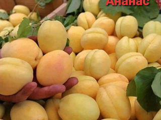 Vind pomi fructiferi -Persic,Cireş,Vişin foto 3
