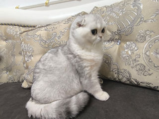 Scottish fold