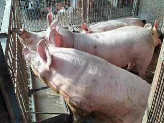 Vând porci de casă! Telenești! foto 1