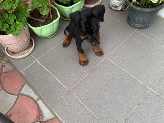 Doberman foto 3