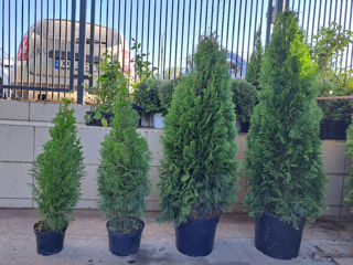 Thuja occidentalis foto 3