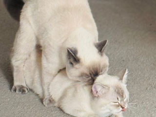 Motan de rasă pentru împerechere ( monta)– invităm pisici acasă la noi.  Кот для вязки ! фото 7