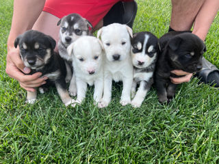 Vînd Metis Labrador & Husky foto 3