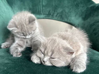 Vând 2 pisicuțe fetițe British Shorthair/Longhair