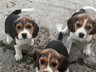 Se vând cățeluși rasa Beagle