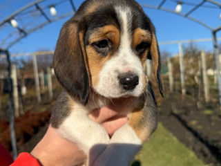 Vindem cainisori de rasa beagle