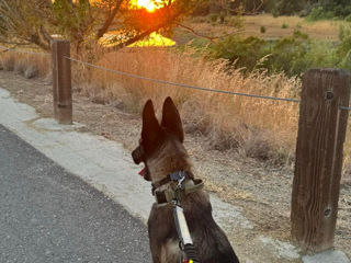 Belgian Malinois foto 4