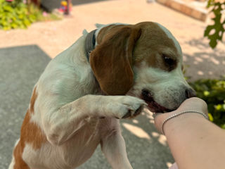 Împerechere beagle foto 3