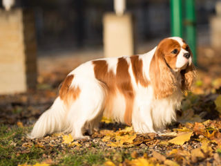 Cavalier King Charles Spaniel Кавалер кинг чарльз спаниель вязка foto 1