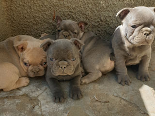 Buldog Francez  фото 0