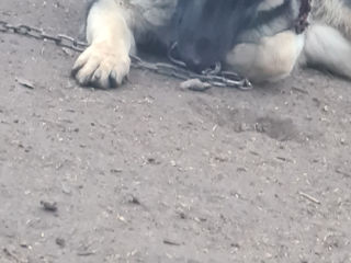 Vand Caine Ciobanesc-German foto 7