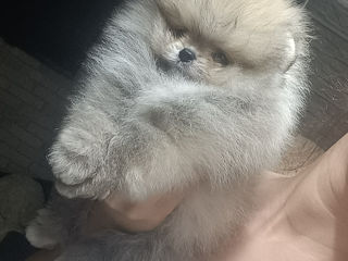 Срочно!!!spitz pomeranian(mini toy) foto 0