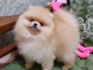 Мини девочка померанский шпиц / Pomeranian foto 6