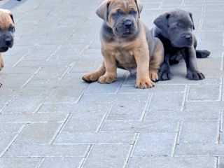 Cane corso pui FCI foto 7