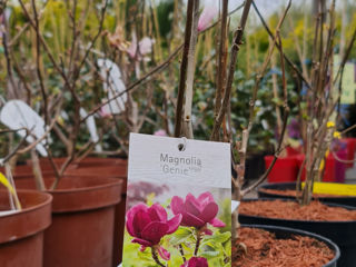 Magnolia Lux Garden foto 8