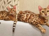 Леопардовые котята. Шикарные Бенгалы.  Bengal. foto 2