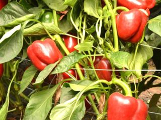 Seminte profesionale de legume pentru cultivarea in sereПрофессиональные семена овощей Rijk Zwaan foto 4