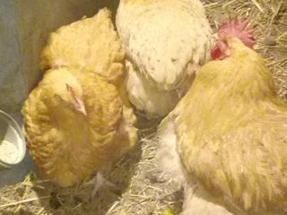 Инкубационное яйцо и цыплята различных пород. Недорого foto 6