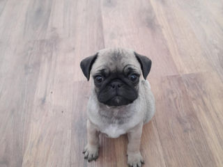 Mops foto 2