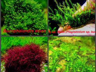 продам мох для аквариума foto 3
