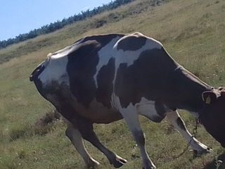 Vinde 3 vasi și vaca buna foto 5