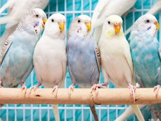 Продаю уже готовых к обучению разговора попугаев разных особей.Волнистые,кареллы,Клетки,корма,витами foto 7
