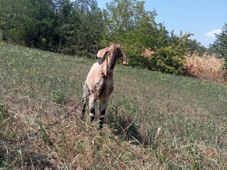 Vând țap nubian foto 4