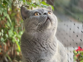 Шикарный британский кот . Приглашает на вязку foto 6