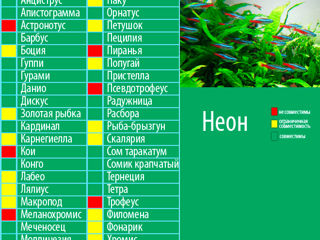  Pește de acvariu Neon Albastru (Paracheirodon innesi) !  foto 2