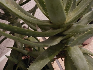 Vindem  Aloe Vera 6-7 Ani