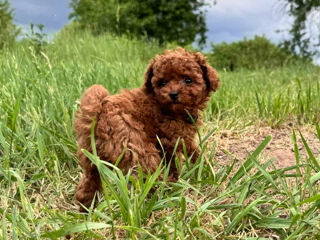 Toy pudel (toy poodle) foto 3