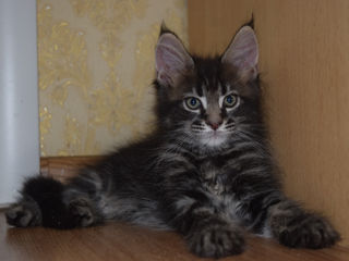 Main Coon fete si băieți disponibili foto 9