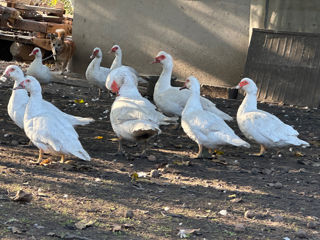 Se vânde familie de rațe multe albe sau la tăiat rățoi foto 2