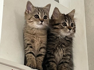 British shorthair si longhair Marble gold