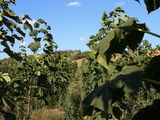 Paulownia(copacul minune) foto 9