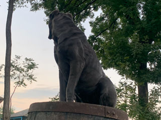 Cane corso Montă,Femelă foto 4