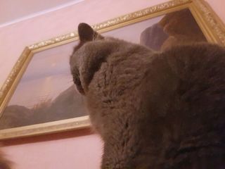 Motan British Shorthair Blue pentru montă foto 4