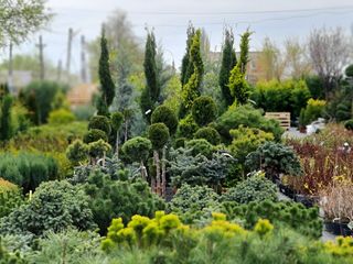 Plante Decorative de vînzare în Chişinău Moldova