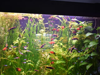 Большой аквариум из оргстекла foto 10