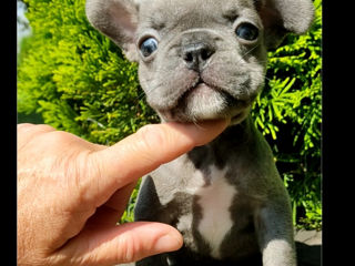 Bulldog frenh blue  tan.blue. foto 6