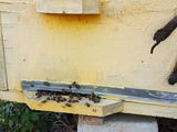 Se vind familii de albine carpatine cu sau fara stupi .Pret 1800 lei cu stup . foto 2