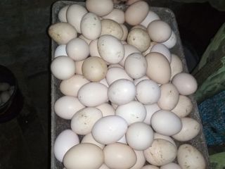 Vînd ouă de găini foto 4