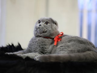 Шикардосный кот скоттиш фолд - Вязка,развязка foto 3