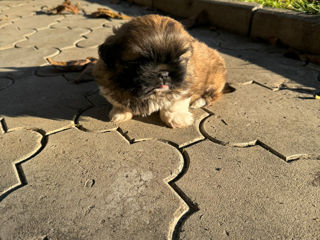 Shih Tzu foto 5