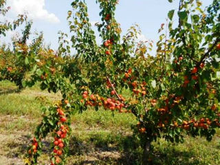 Pomi fructiferi     - cais ( abricos )  , vișin  ,  prun , persic ,  prăsad și alte soiuri ...