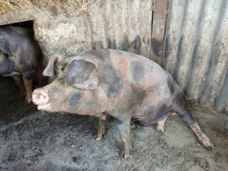 Porci crescuţi în condiţii de casă foto 3