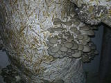 Продам мешки грибов вешенки , белые , готовы к плодонашению. foto 3