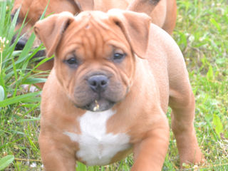 Vand Pui American Bully Cu Pedigree Abkc - Pret Convenabi foto 7