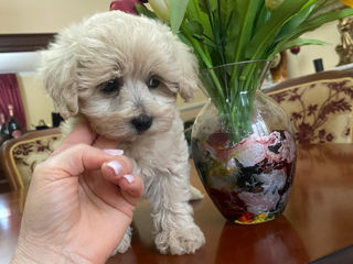 Maltipoo F1